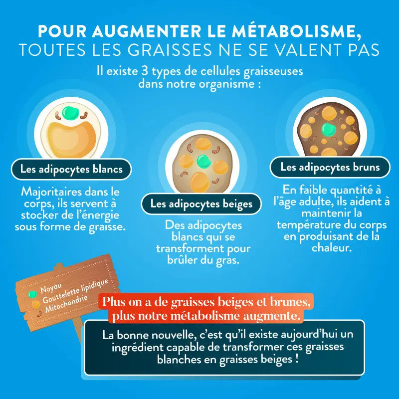 Brûle-graisse Nutri&Co Herboristerie bio du vieux Nice
