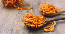 Les Cordyceps : Le Champignon Adaptogène pour un Boost d'Énergie et de Performance