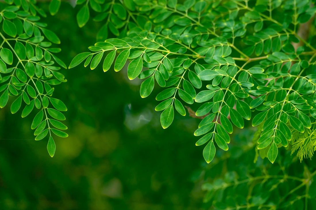 Les-Bienfaits-du-Moringa-pour-la-Santé-Pourquoi-en-Consommer-et-Comment-l-Intégrer-à-Votre-Alimentation NICE ORGANIC herboristerie bio