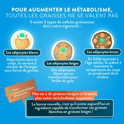Brûle-graisse Nutri&Co Herboristerie bio du vieux Nice