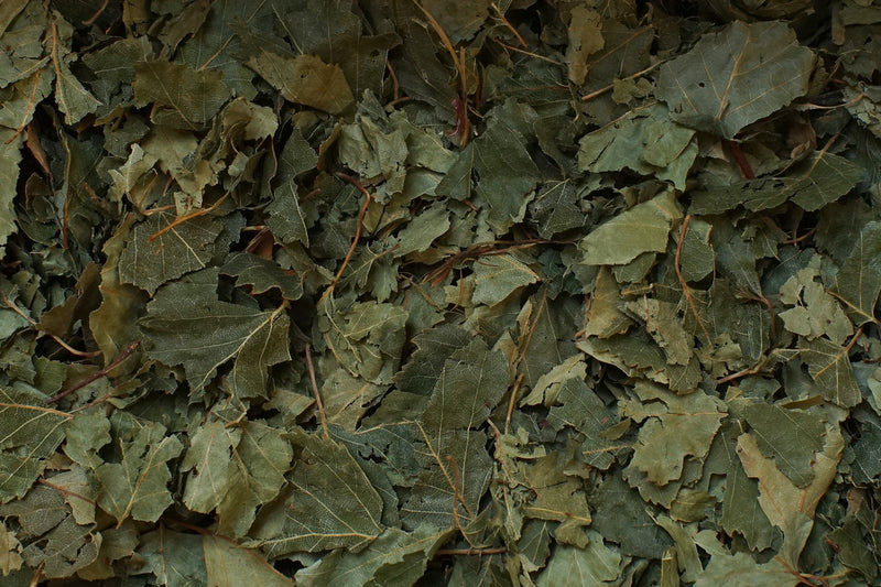 feuilles bouleau tisane bio