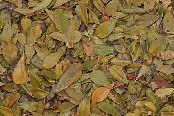feuilles busserole tisane bio