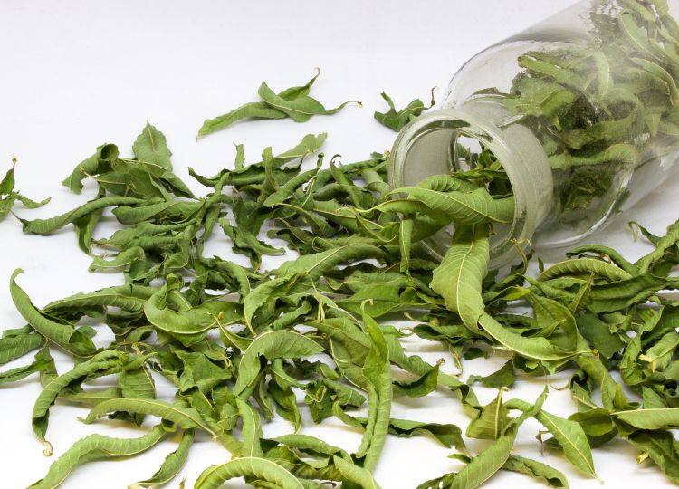 Organic Evening Verbena Herbal Tea